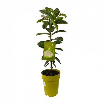 Гуава Гигант де Бангок / Psidium Gigante de Bangkok