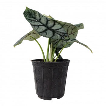 Алоказия Сильвер Дракон / Alocasia Baginda Silver Dragon