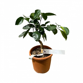 Грейпфрут Валентин / Grapefruit Valentine — цитрусовое растение, фото
