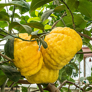 Цитрон Помпия / Citrus medica Pompia — цитрусовое растение, фото
