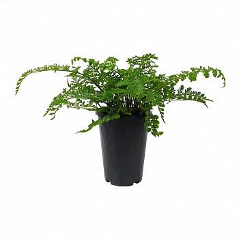 Нефролепис Джимми/ Nephrolepis exaltata Jimmy'
