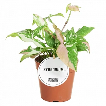 Сингониум триколор / Syngonium podophyllum tricolor