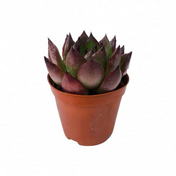 Эхеверия Агавовидная Мустанг / Echeveria agavoides Mustang