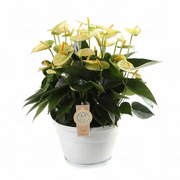 Антуриум Елоу Чампион / Anthurium YELLOW CHAMPION