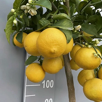 Лимон Дольче дель Бразиль / Lemon dolce del Brasile — цитрусовое растение, фото
