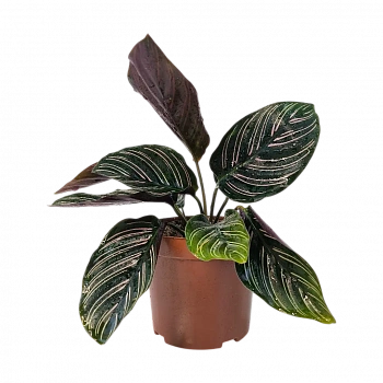 Калатея Сандериана Орната/ Calathea sanderiana, Ornata