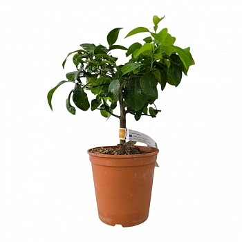 Грейпфрут Редблаш / Grapefruit Redblush — цитрусовое растение, фото
