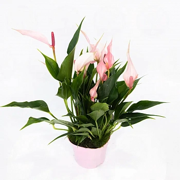 Антуриум Лилли / Anthurium Lilli
