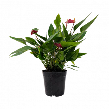 Антуриум Андреанум Триллионс Рэд / Anthurium Andreanum Trillion Red