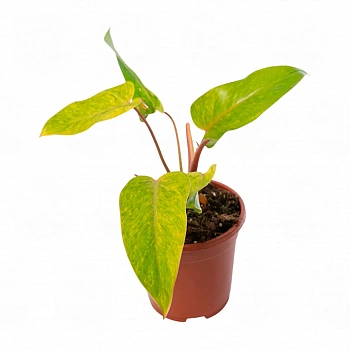 Филодендрон Паинтед Леди / Philodendron Painted Lady