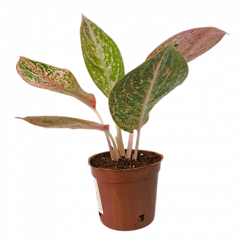 Аглаонема Руби Супер Пинк / Aglaonema 'Ruby Super Pink