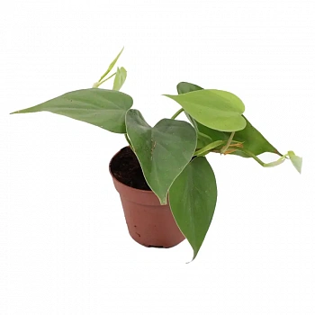 Филодендрон scandens