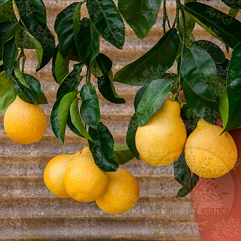 Сочинский Грейпфрут — цитрусовое растение, фото
