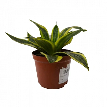Сансевиерия trifasciata "Golden Hahnii"