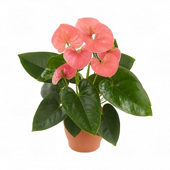 Антуриум Спирит / Anthurium SPIRIT