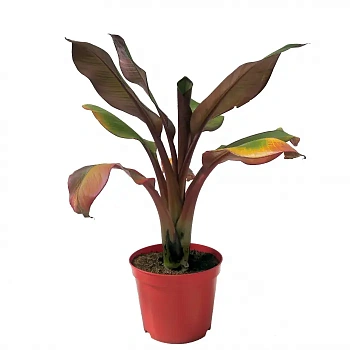 Банан Красный / Banana Ensete Vent Maurelii