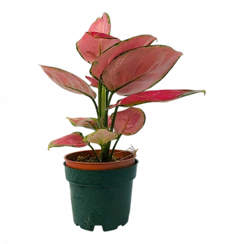 Аглаонема Хонг Руи / Aglaonema Hong Ruì