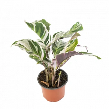Калатея Вайт Фьюжин / Calathea White Fusion
