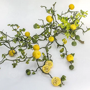 Понцирус трифолиата Летящий дракон / Poncirus Trifoliata Flying Dragon — цитрусовое растение, фото
