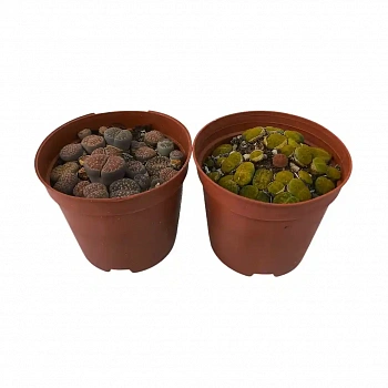 Литопс Лжеобрубленный / Lithops pseudotruncatella