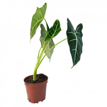Алоказия Фрайдек / Alocasia micholitziana Frydek