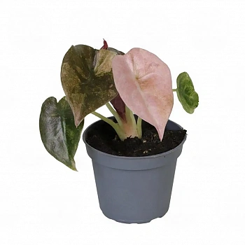 Алоказия cuprea 'Red Secret Variegata'