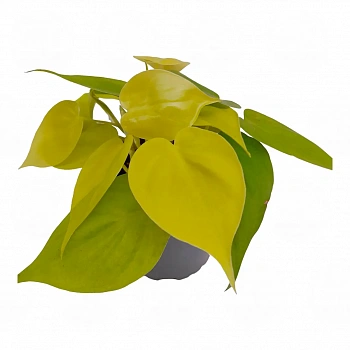 Филодендрон scandens 'Neon'