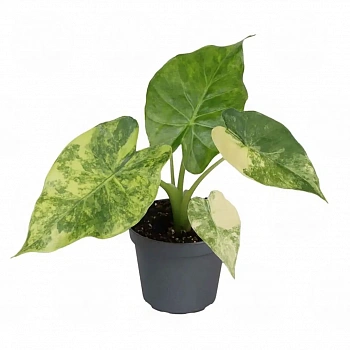 Алоказия macrorrhizos 'Aurea Variegata'