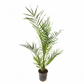 Финик канарский / Phoenix canariensis