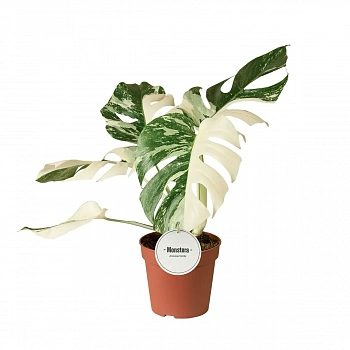 Монстера Альба вариегатная / Monstera deliciosa Alba