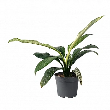 Спатифиллум Сенсейшен (Сенсация) / Spathiphyllum Sensation