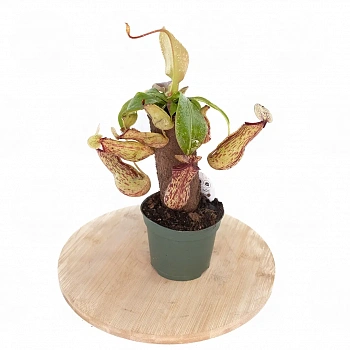 Непентес / Nepenthes