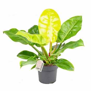 Филодендрон Империал Голд / Philodendron Imperial Golden