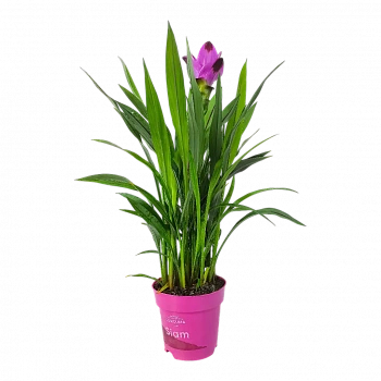 Куркума Сиам Сплэш / Curcuma alismatifolia SIAM SPLASH