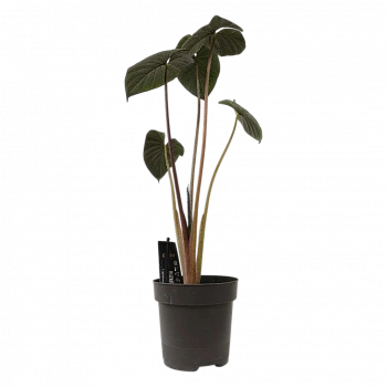 Алоказия "Chocolate Green"