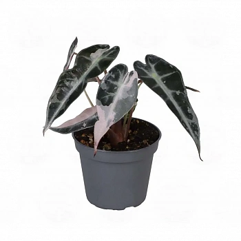 Алоказия 'Bambino Pink Variegata'