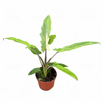 Алоказия lauterbachiana 'Variegata'