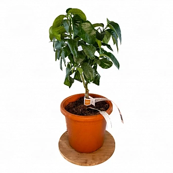 Бергамот Фемминелло / Bergamot Femminello — цитрусовое растение, фото
