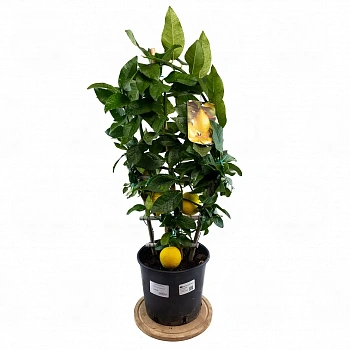 Лимон шпалера / Lemon — цитрусовое растение, фото
