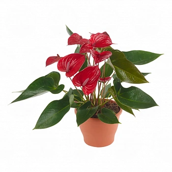 Антуриум Пиканта Ред / Anthurium PICANTA RED