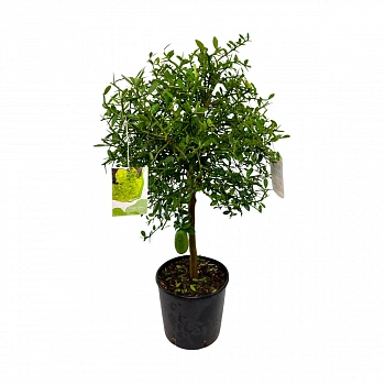 Микроцитрус Фаустрайм / Microcitrus Faustrime — цитрусовое растение, фото
