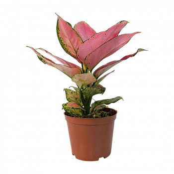 Аглаонема Джили Ред / Aglaonema Jili Red