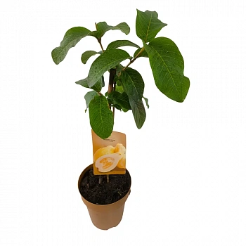Гуава Лимонная / Psidium Lemon