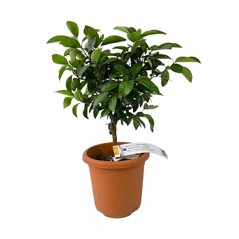 Гибрид Маргарита х Рука Будды / Fortunella margarita × Citrus medica var. — цитрусовое растение, фото
