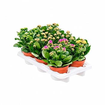 Каланхоэ Микс 6