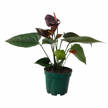 Антуриум Андрианум Блэк Мэджик / Anthurium Andreanum Black Magic