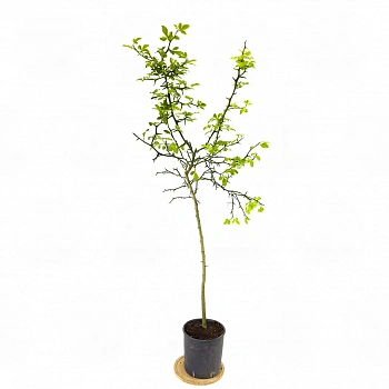 Понцирус трифолиата (трёхлисточковый) / Poncirus Trifoliata — цитрусовое растение, фото
