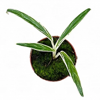 Аглаонема 'Bamboo'