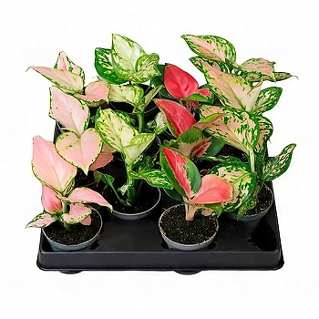 Аглаонема Mix/ Aglaonema Mix