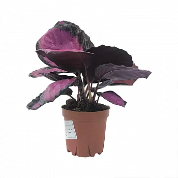 Калатея Вича пурпурно-розовая / Calathea veitchiana
